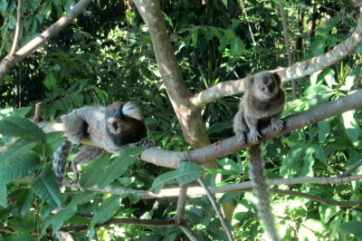 Os macacos no mato IMG_1876.JPG