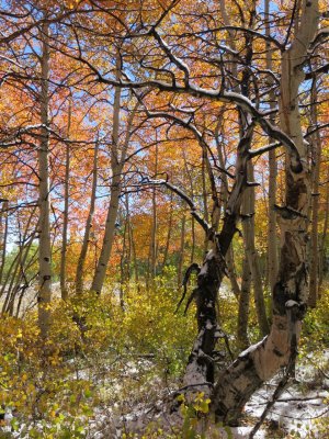 2013-09-22 Dead Aspen in Grove.jpg