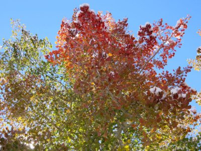 2013-09-22 Red Cluster Close.jpg