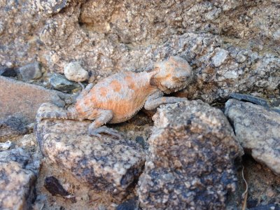 Horned Lizard, Death Valley