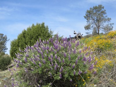 Lupines and Popppies