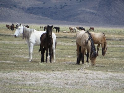 2015-04-12 Wild Horses Adobe Meadow.jpg