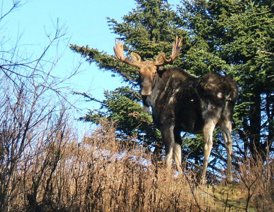 yes there are moose in our woods.jpg