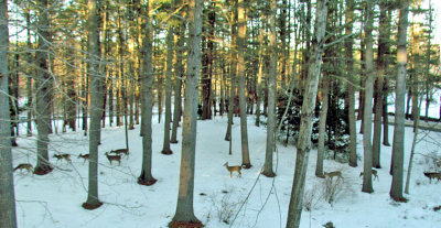 deer in lot e 700.jpg