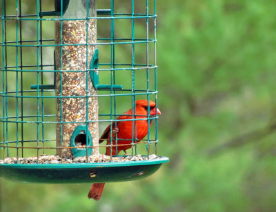 cardinal on cage 700.jpg