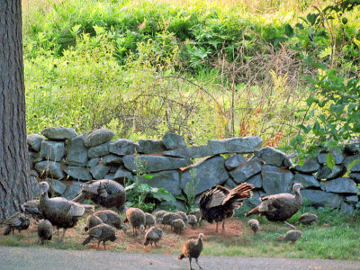 flock of turkeys.jpg
