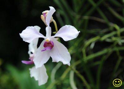 Singapore orchid Mon 2.