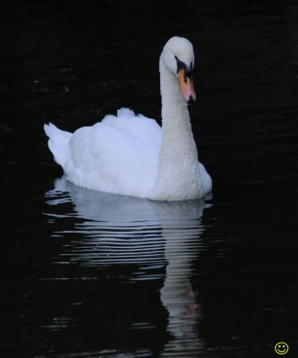 White Swan Sun 3