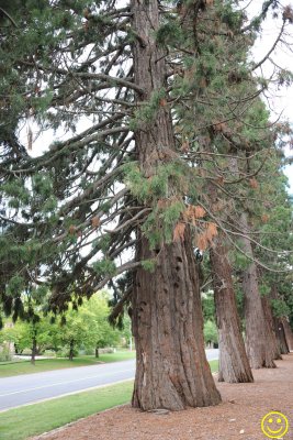 Sierra Redwoods Wed 4