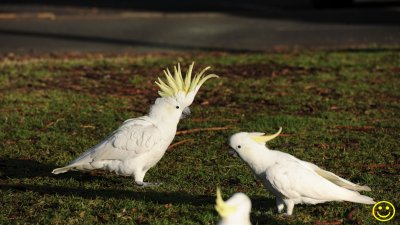 Sydney Sulphur-crested cockatoos Fri 27