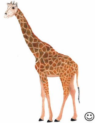 giraffe Wed 22