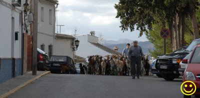 Ronda ruminants Sat 26