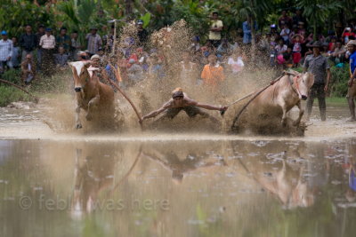 Pacu Jawi (Cow Race)