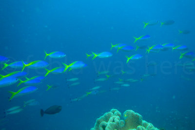 IMG_0960.jpg