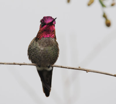 annashummingbird1