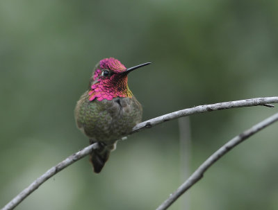 annashummingbird2.jpg