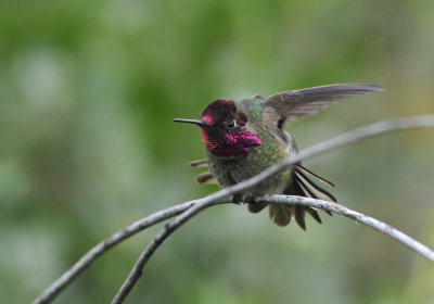 annashummingbird3.jpg