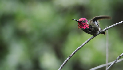 annashummingbird4.jpg