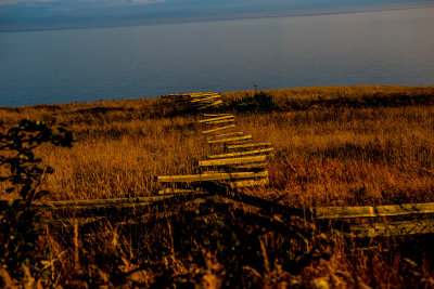 Cattle Fence