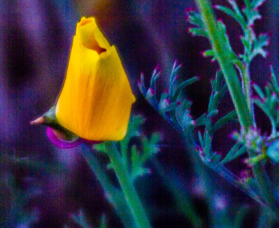 Cattle Point flower