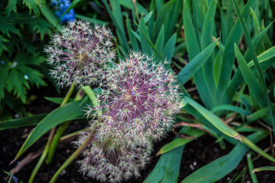 Allium Seedpod