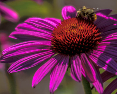 Bee on Flower (1 of 1).jpg