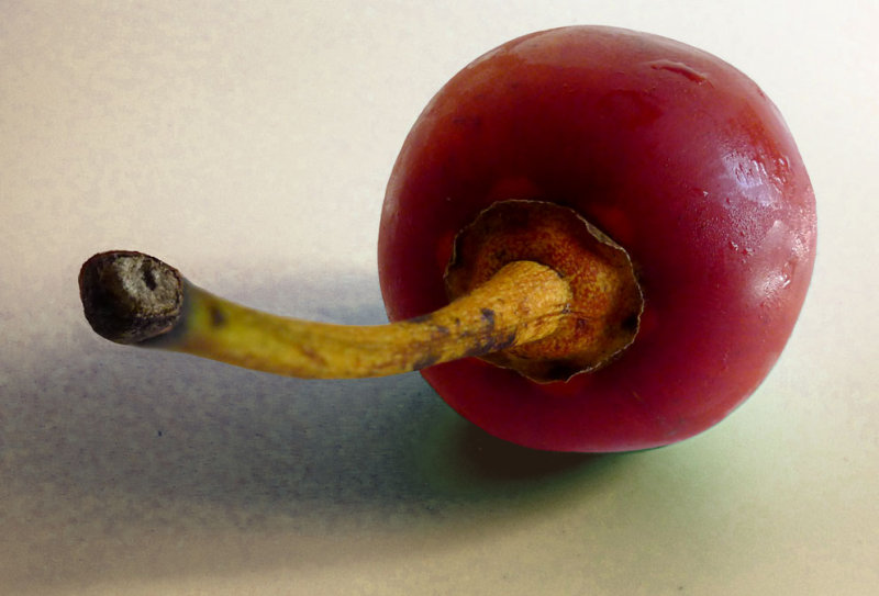 Brontosaurus  spermatozoon-315