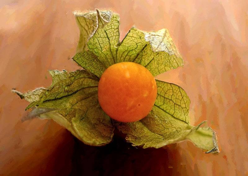 Angel physalis fruit-304
