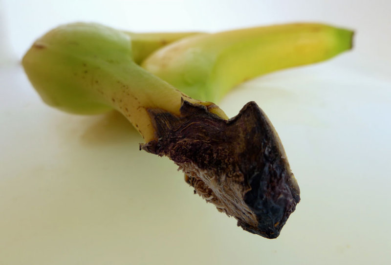 The roots of a beloved banana couple-253