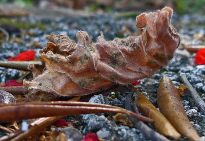 Stoned leaf