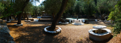 Meditation under the olive trees
