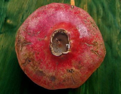Pomegranate's crown-300