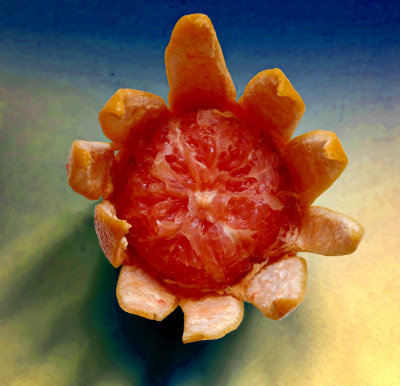A furious grapefruit-261