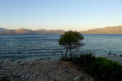 Solitary tree waits the sunshine