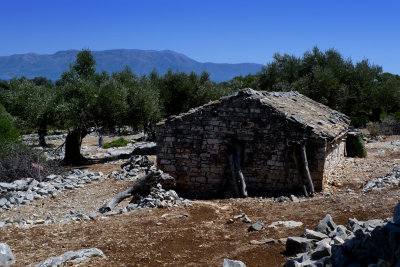 A Cottage hidden between olive trees