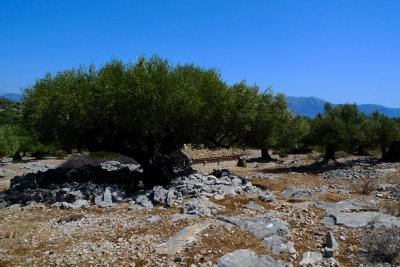 Age old olive trees