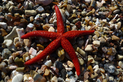 Starfish on the beach