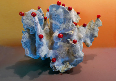 Red pearls on a blue coral-167