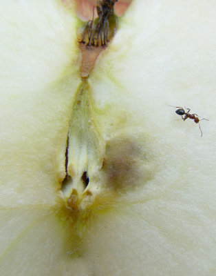 Little ant ,beware of apple's sneezing-162
