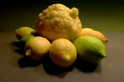 Lemon-feeding-36