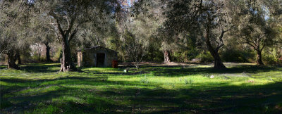 Cabin in the olive trees