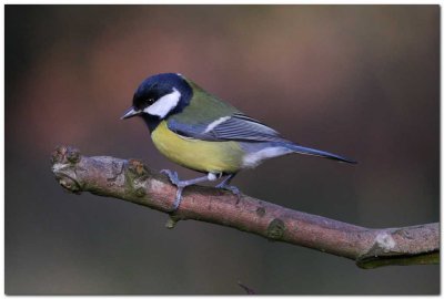 Great tit 2368