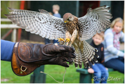 Gentleshaw Wildlife Centre