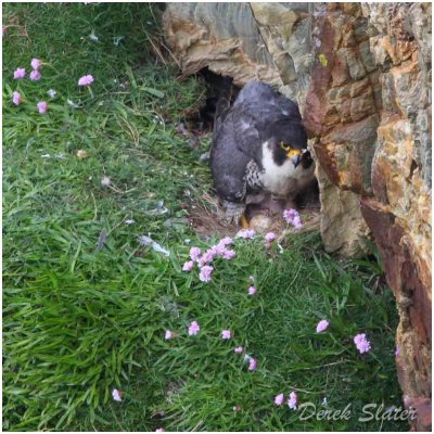 Peregrine Falcon with chick-8043