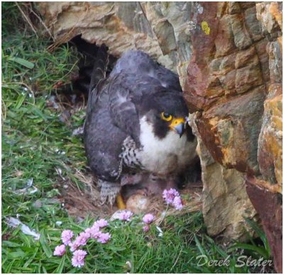 Peregrine Falcon with chick-8045