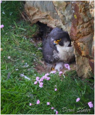 Peregrine Falcon with chick -8051