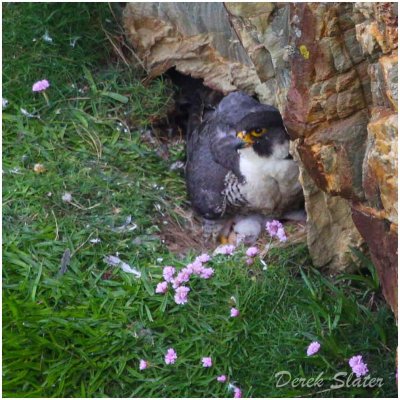 Peregrine Falcon with chick-8061