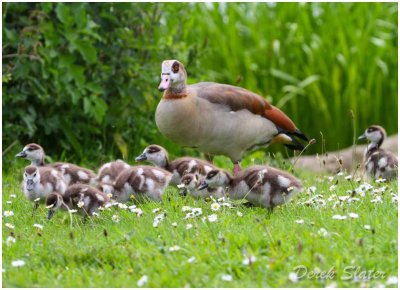 Egyptian Goose with some of its 15 goslings