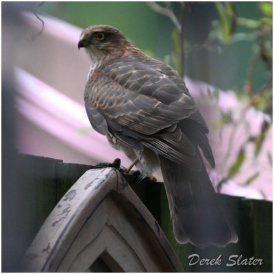 Sparrow Hawk-5977.jpg
