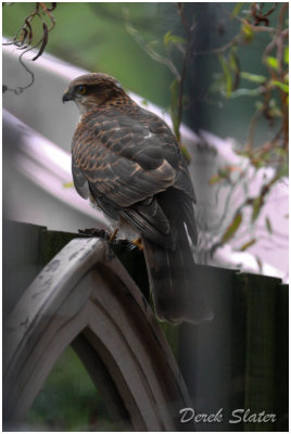 Sparrow Hawk-5987.jpg